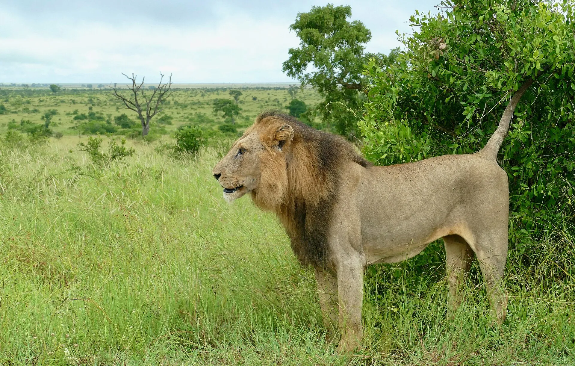 Safári no Kruger